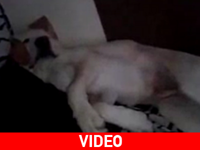 Σκύλος δίνει… κονσέρτο ροχαλητού