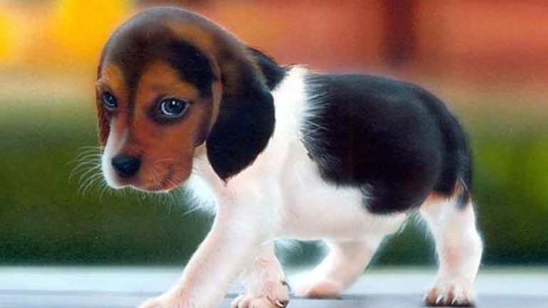 Χανιά: Συγκέντρωση διαμαρτυρίας για δηλητηριάσεις ζώων