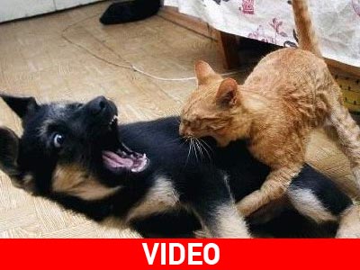 Σαν τον σκύλο με τη γάτα…