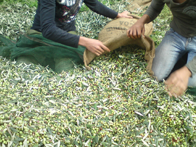 Ηράκλειο: Μάζευαν ελιές χωρίς τη συγκατάθεση του ιδιοκτήτη