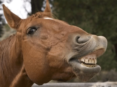 Tρίκαλα: Στα κρατητήρια 43χρονος μετά από μήνυση… δημάρχου για τα άλογά του