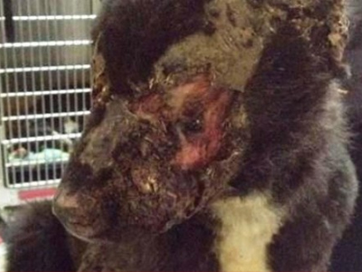 Ξάνθη: Τύφλωσαν σκύλο με οξύ στα μάτια