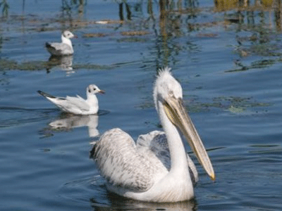 Λαθροκυνηγοί σκότωσαν αργυροπελεκάνο στο Δέλτα Έβρου