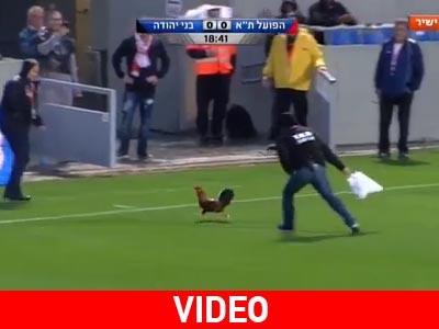 Ο κόκορας ήξερε καλά από… ντρίπλες