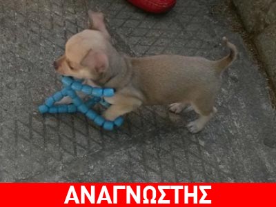 Ο χαριτωμένος Lion με το… κομπολόι