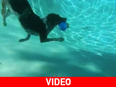 Ο πιο extreme σκύλος