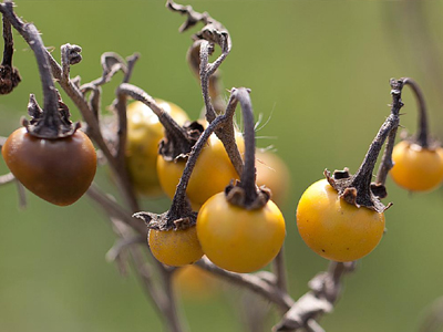 Ο «γερμανός» απειλεί το οικοσύστημα