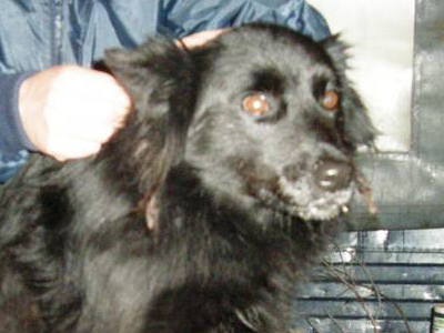 Χαρίζεται “μινι” ημίαιμο βελγικό λυκάκι