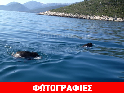 Αγριογούρουνα έκαναν μακροβούτια…