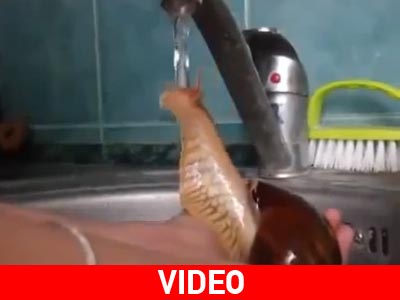 Σαλιγκάρι απολαμβάνει το… μπάνιο του