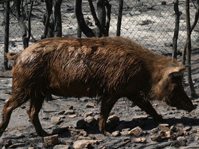 Ψάρεψαν… αγριογούρουνο!