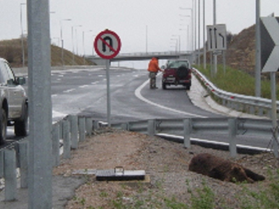 Τις 10 έφθασαν οι νεκρές αρκούδες στην Εγνατία