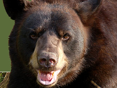 Τραυματίας από επίθεση αρκούδας στην Αυστρία