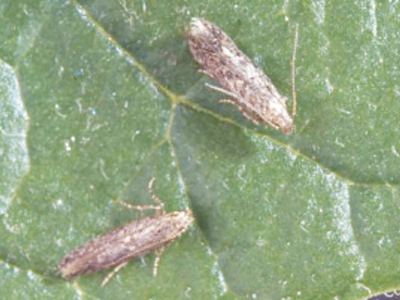 Έντομο «θερίζει» τις καλλιέργειες στην Κρήτη