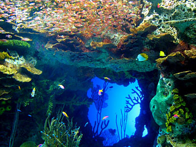 Την πλήρωσαν τα ψάρια…