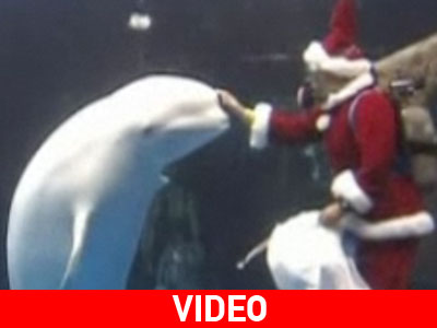 Ξεκίνησαν τη Χριστουγεννιάτικη περίοδο στο… νερό