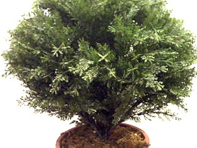 Δώρο ίσα με ένα κυπαρίσσι