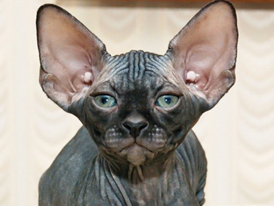 Κατέσχεσαν τη… γάτα