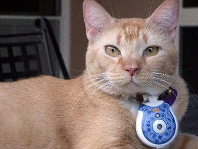 Τι κάνουν οι γάτες όταν είναι μόνες τους;