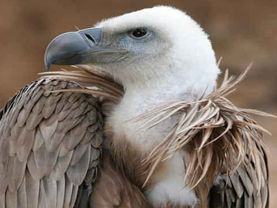 Όταν φύση και τεχνολογία συγκρούονται
