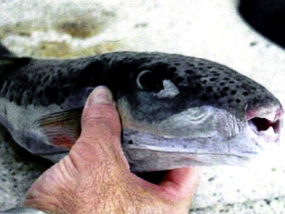 Εμφανίστηκε λαγοκέφαλος στον Μεσσηνιακό κόλπο