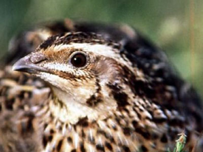 Κατασχέθηκαν παράνομες συσκευές για κυνήγι