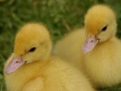 Με ένα αυγό… δύο πάπιες