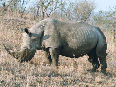 Το κέρατο του ρινόκερου ξεπέρασε σε αξία τον χρυσό