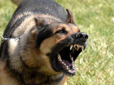 Έδιωξε τον διαρρήκτη κάνοντας το σκύλο