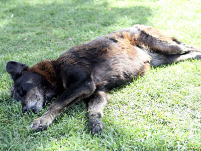 Παρέμβαση εισαγγελέα για την εκτέλεση του σκύλου