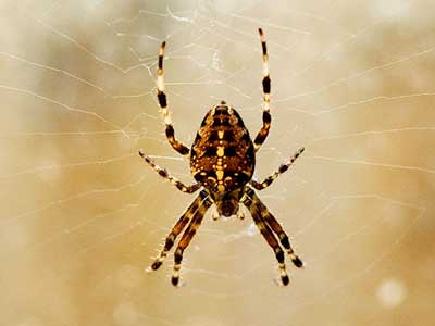 Χειροπέδες για «εξωτικό» λαθρεμπόριο