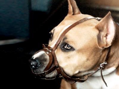 Καταδίκη 13 ατόμων για κυνομαχίες