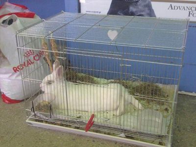 Χαρίζεται θηλυκό κουνελάκι