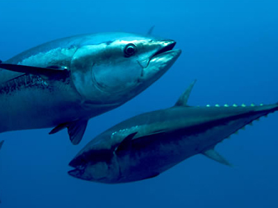 Συστάσεις Κομισιόν για την αλιεία τόνου