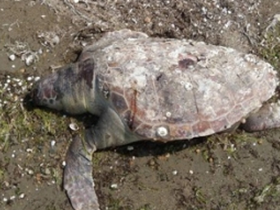 Caretta-caretta βρέθηκαν νεκρές σε παραλία της Αλεξανδρούπολης