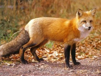 Φεβρουάριο-Μάρτιο του 2013 οι ρίψεις αντιλυσσικών εμβολίων Φεβρουάριο-Μάρτιο του 2013 οι ρίψεις αντιλυσσικών εμβολίων