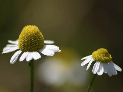Περιποίηση με χαμομήλι!