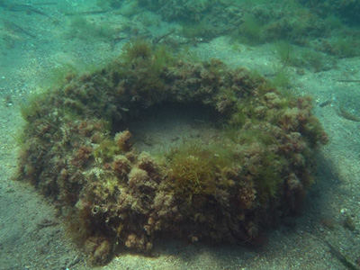 Τα «μυστικά» των φυκιών!