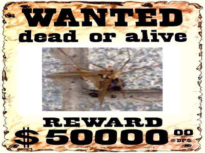 Κυνηγός Κεφαλών