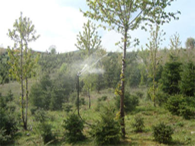 Φυτώρια Ελάτων