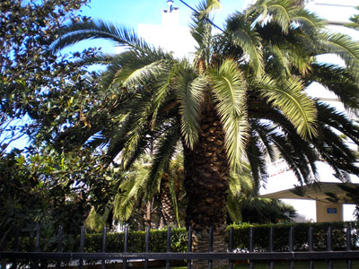 Κινδυνεύουν οι φοίνικες στα Χανιά