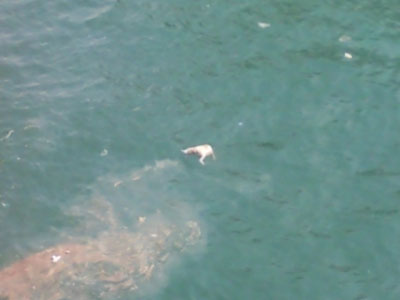 «Ωραία εικών» στο κεντρικό μας λιμάνι