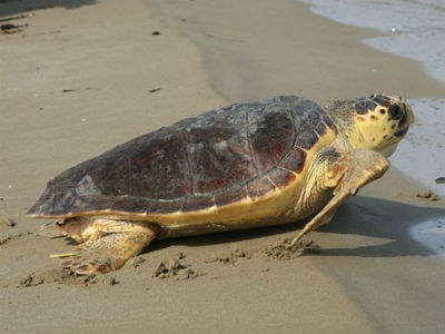 Νεκρές χελώνες καρέτα – καρέτα στη Φθιώτιδα