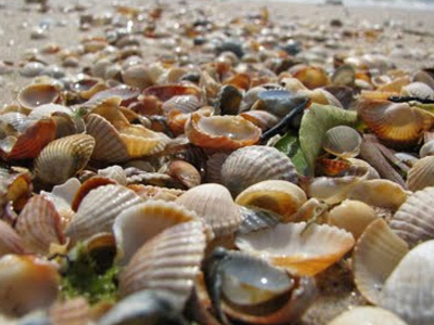 Εμπόριο οικολογικών συνειδήσεων