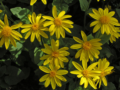 Arnica: Εξαφανίζει τους μώλωπες