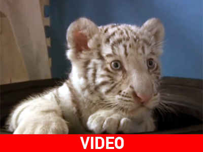 Η πρώτη λευκή τίγρης που γεννιέται σε αιχμαλωσία