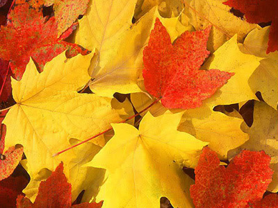 Τα χρώματα του φθινοπώρου