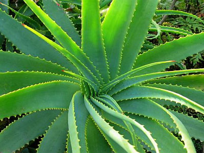Aloe vera για… καμένες!