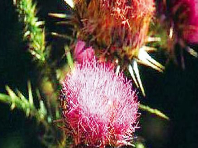 Τσιμπά αλλά θεραπεύει