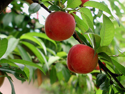 Το ροδάκινο